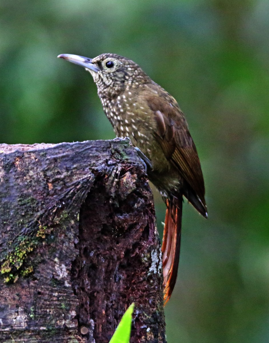 Olive-backed Woodcreeper - ML264837451