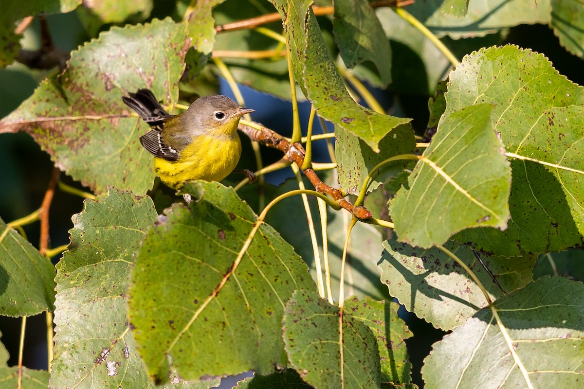 Magnolia Warbler - ML264839961