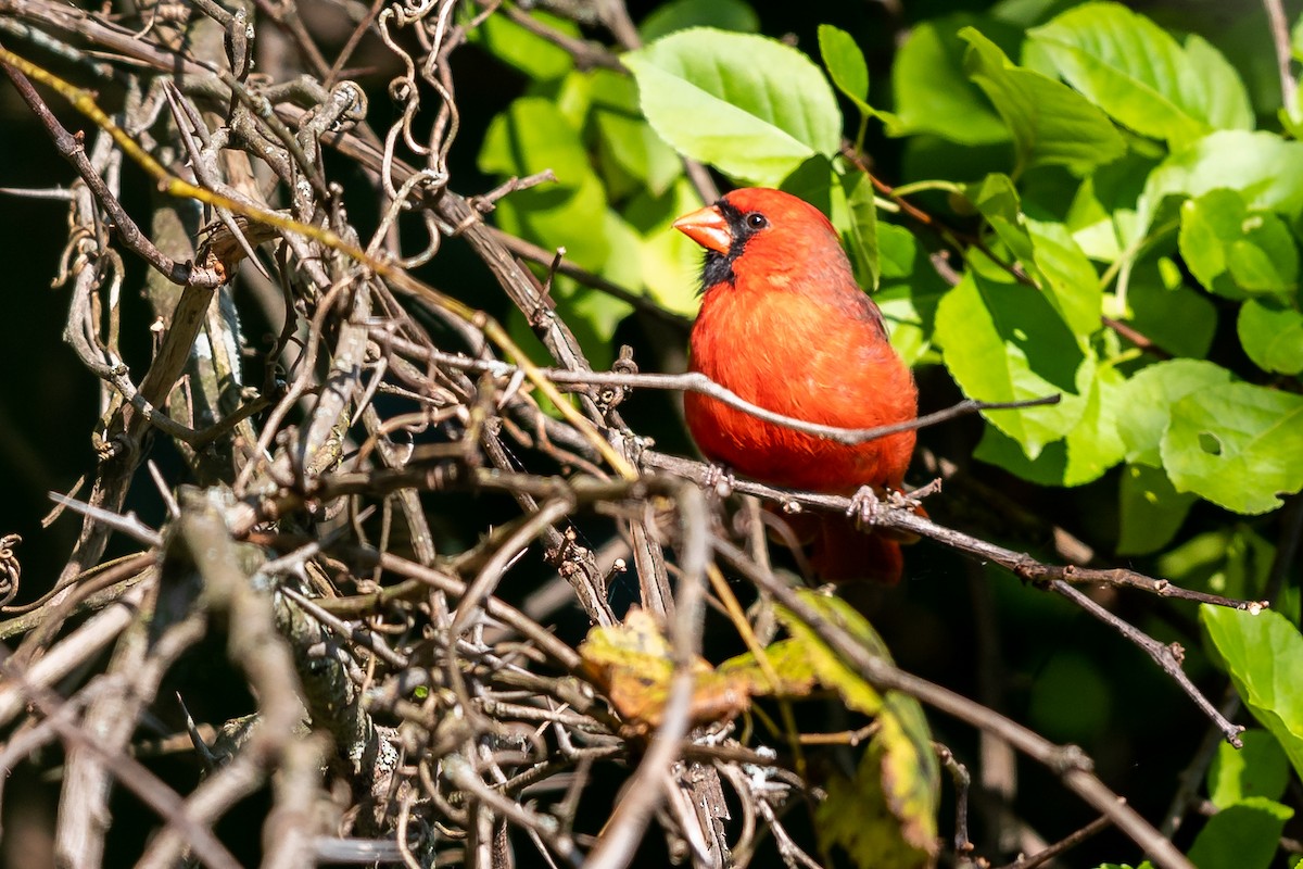 Northern Cardinal - Brad Imhoff