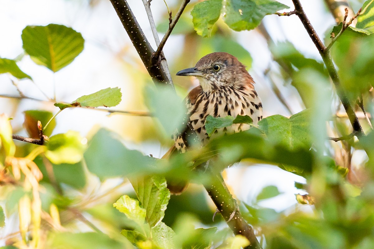 Brown Thrasher - ML264840311