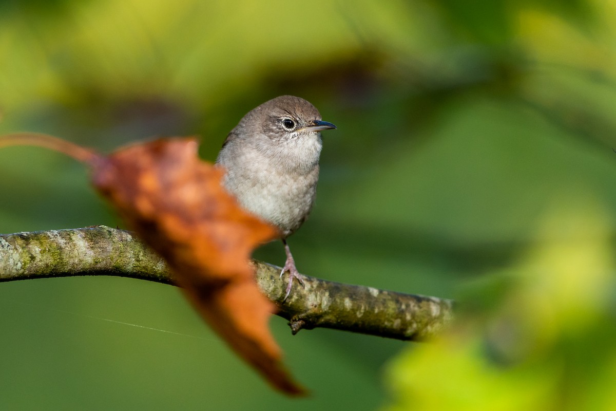 House Wren - ML264840331