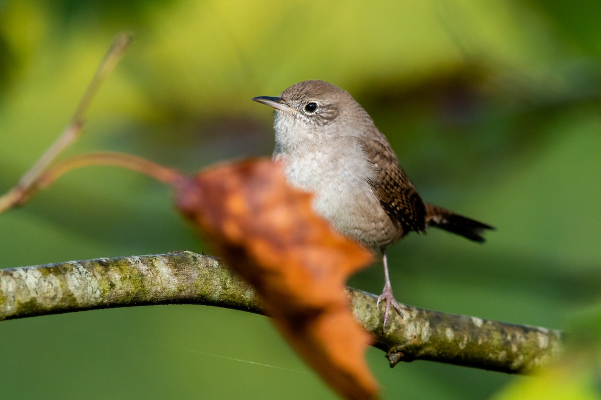 House Wren - ML264840341