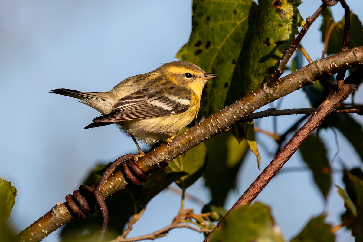 Blackburnian Warbler - ML264840401