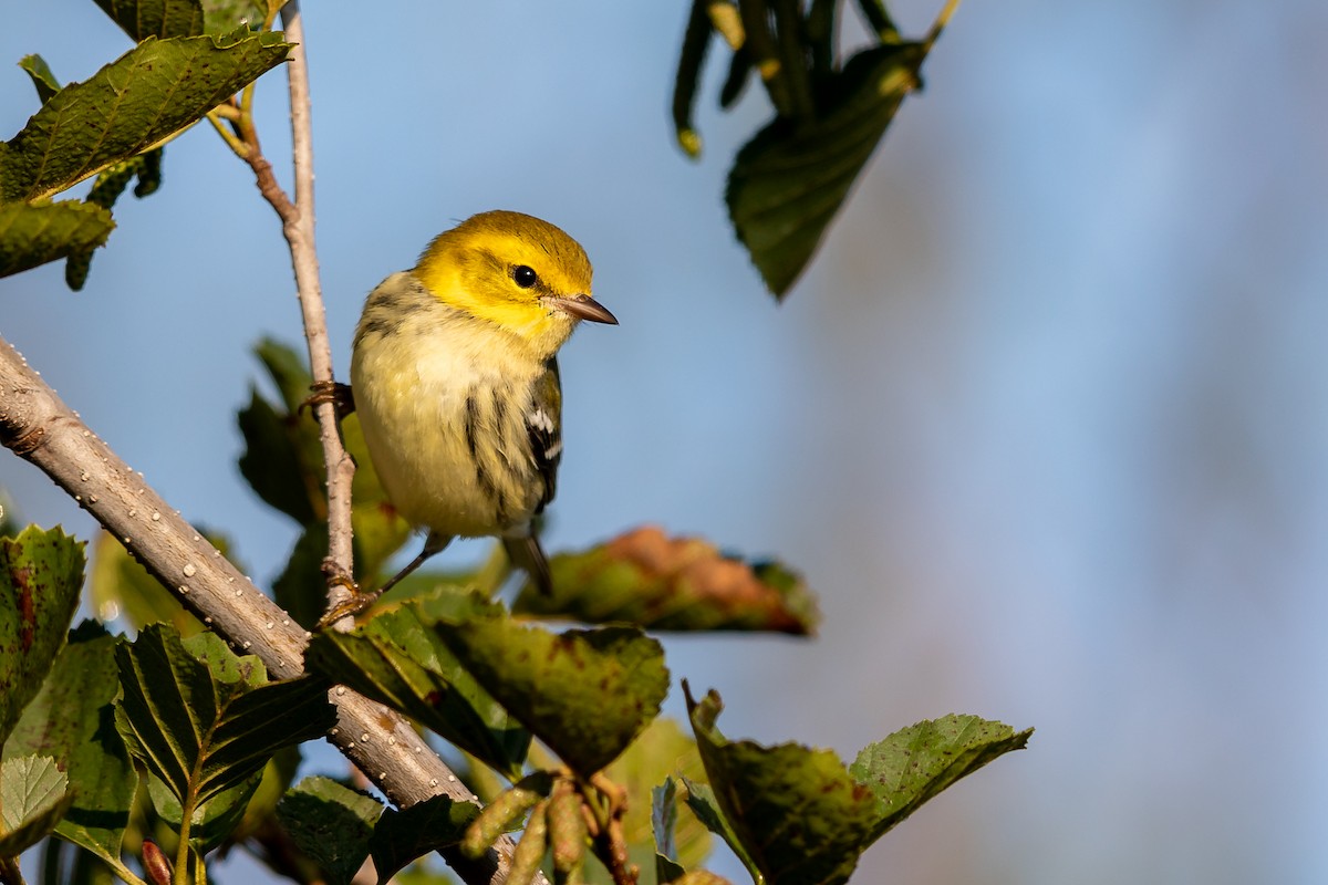 Black-throated Green Warbler - Brad Imhoff