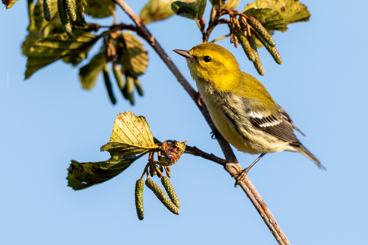 Grünmantel-Waldsänger - ML264840491