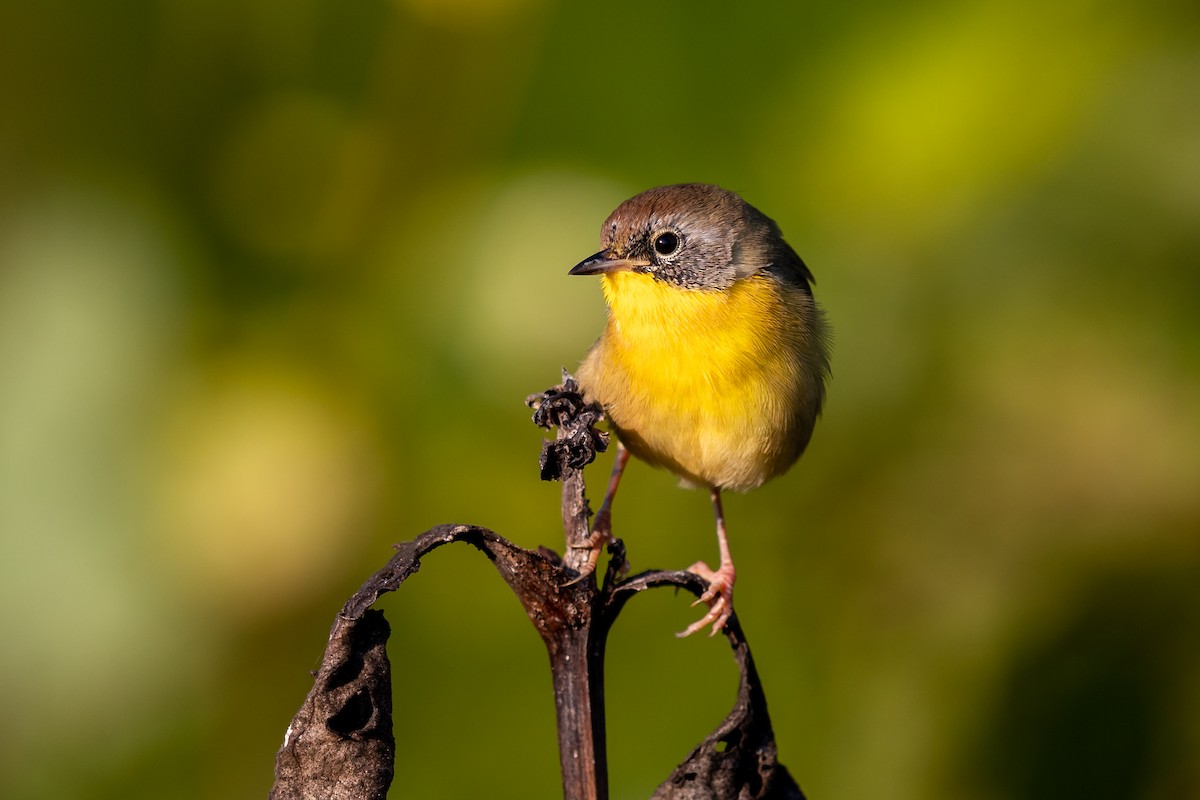 Common Yellowthroat - ML264840551