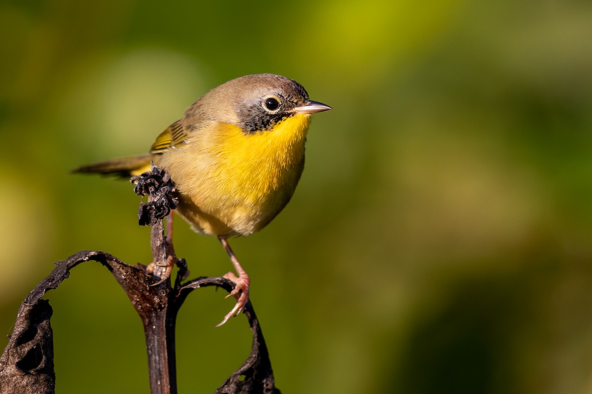 Common Yellowthroat - ML264840561