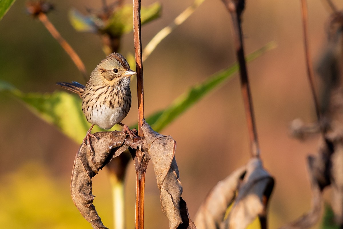 Lincoln's Sparrow - ML264840711