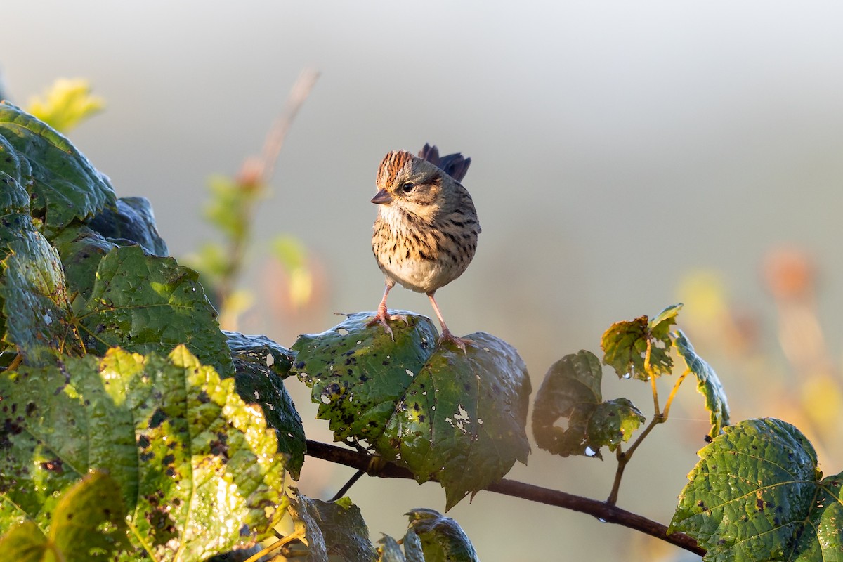 Lincoln's Sparrow - ML264840721