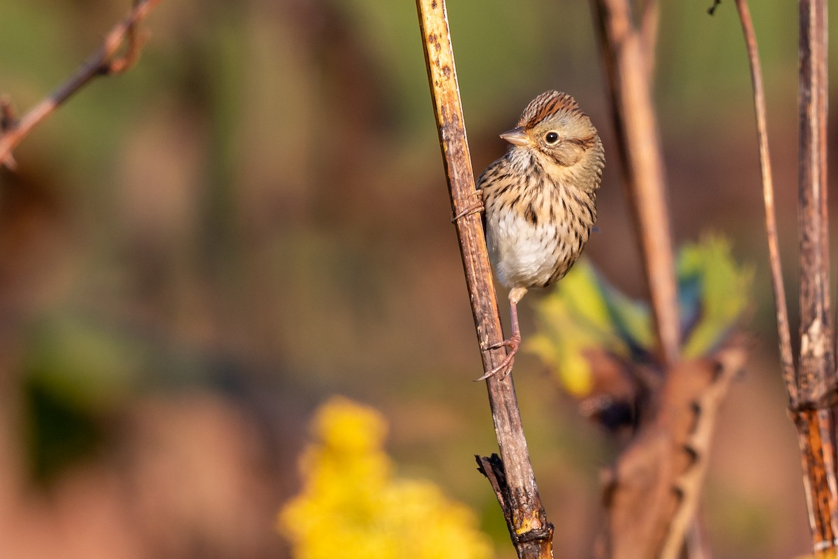 Lincoln's Sparrow - ML264840731