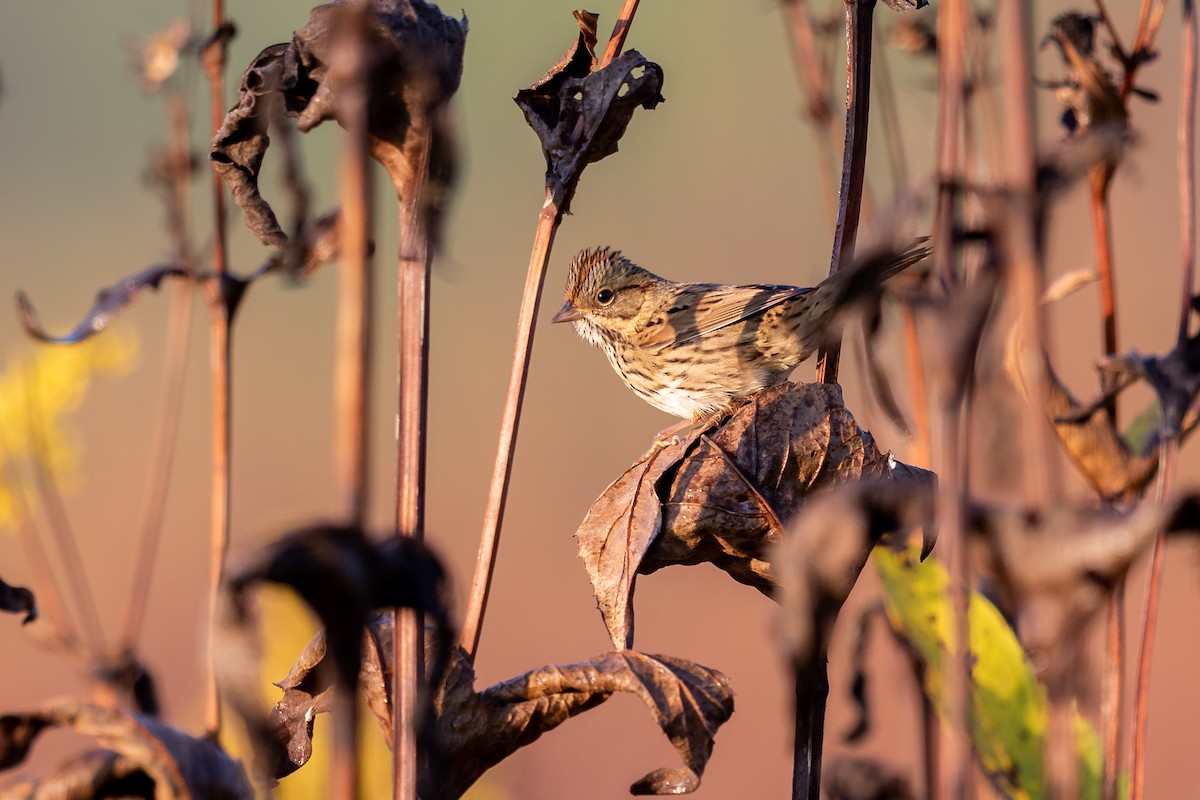 Lincoln's Sparrow - ML264840741