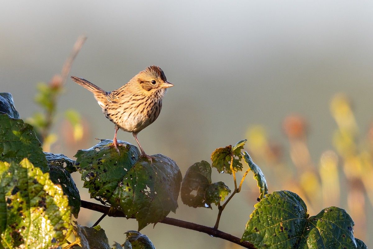 Lincoln's Sparrow - ML264840751