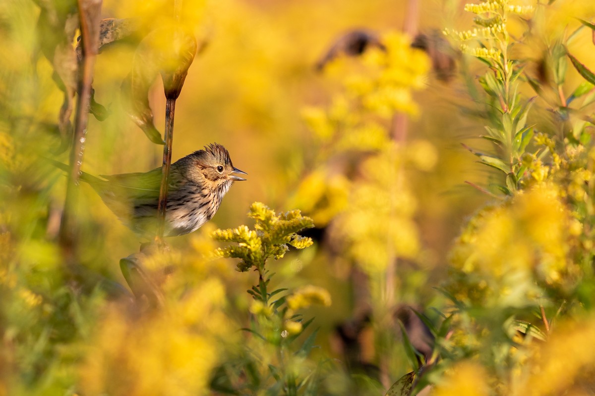 Lincoln's Sparrow - ML264840761