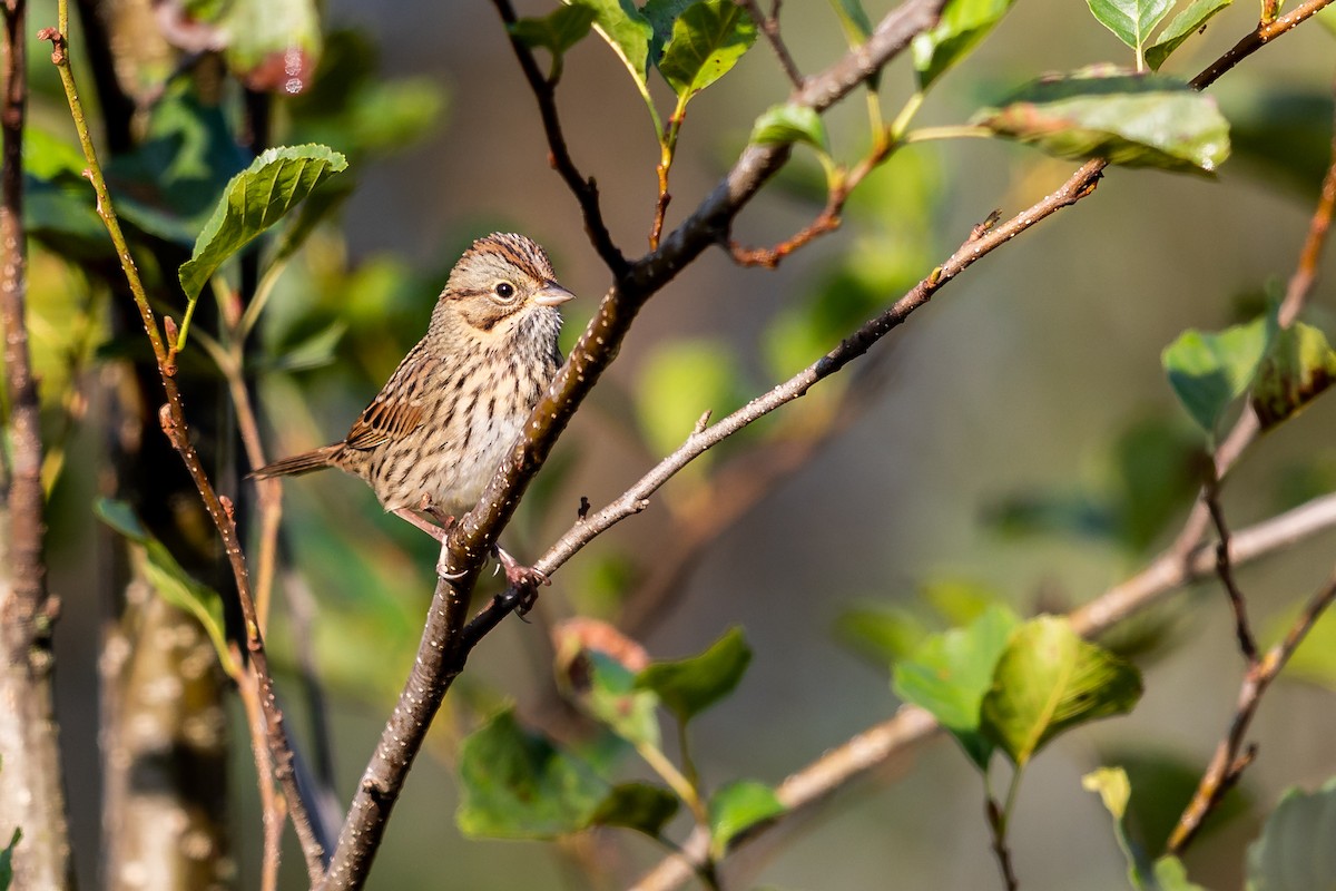 Lincoln's Sparrow - ML264840781