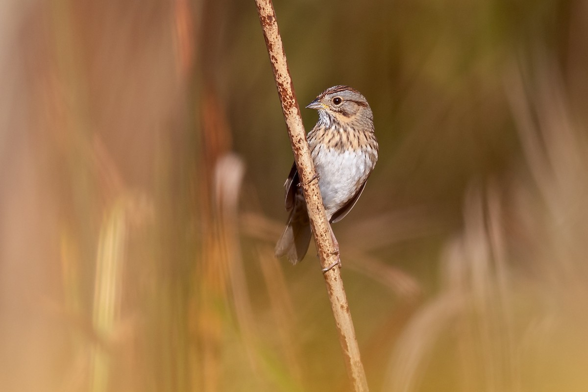 Lincoln's Sparrow - ML264840791