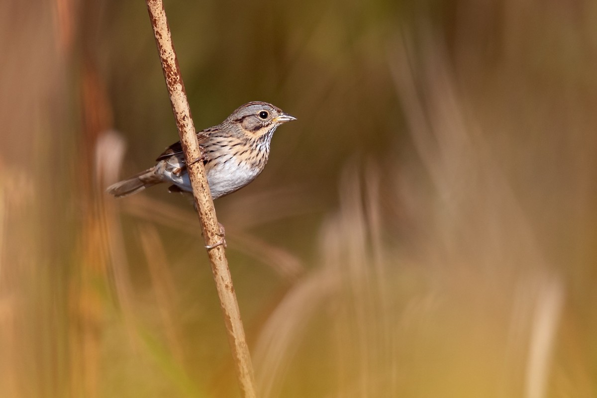 Lincoln's Sparrow - ML264840841