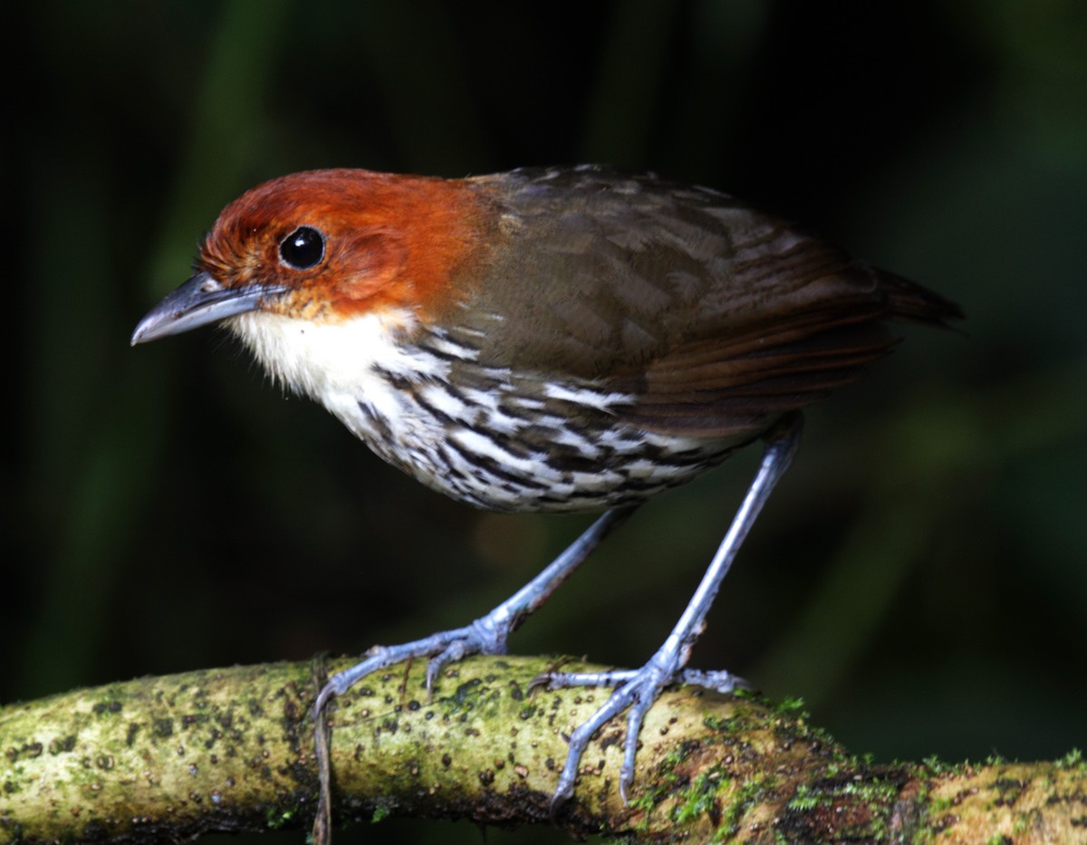 Chestnut-crowned Antpitta - Jose Illanes