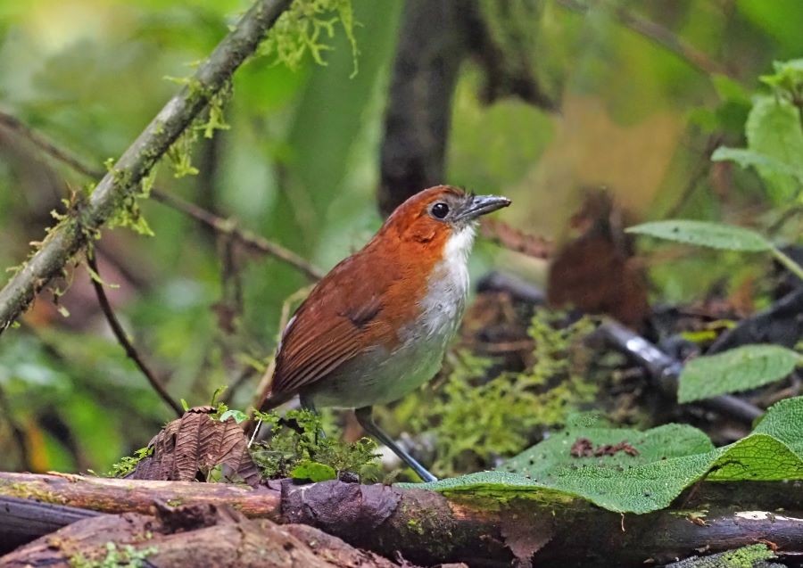 White-bellied Antpitta - Jose Illanes