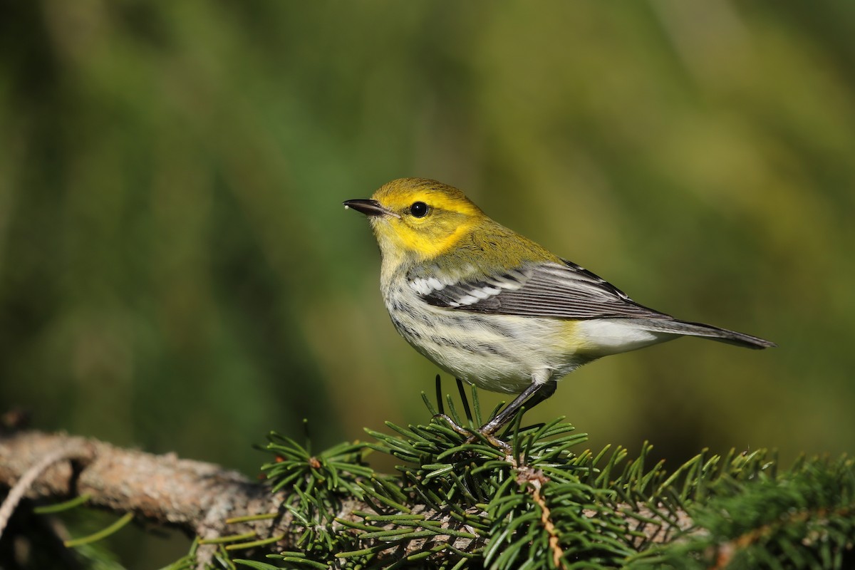 Black-throated Green Warbler - ML264841501