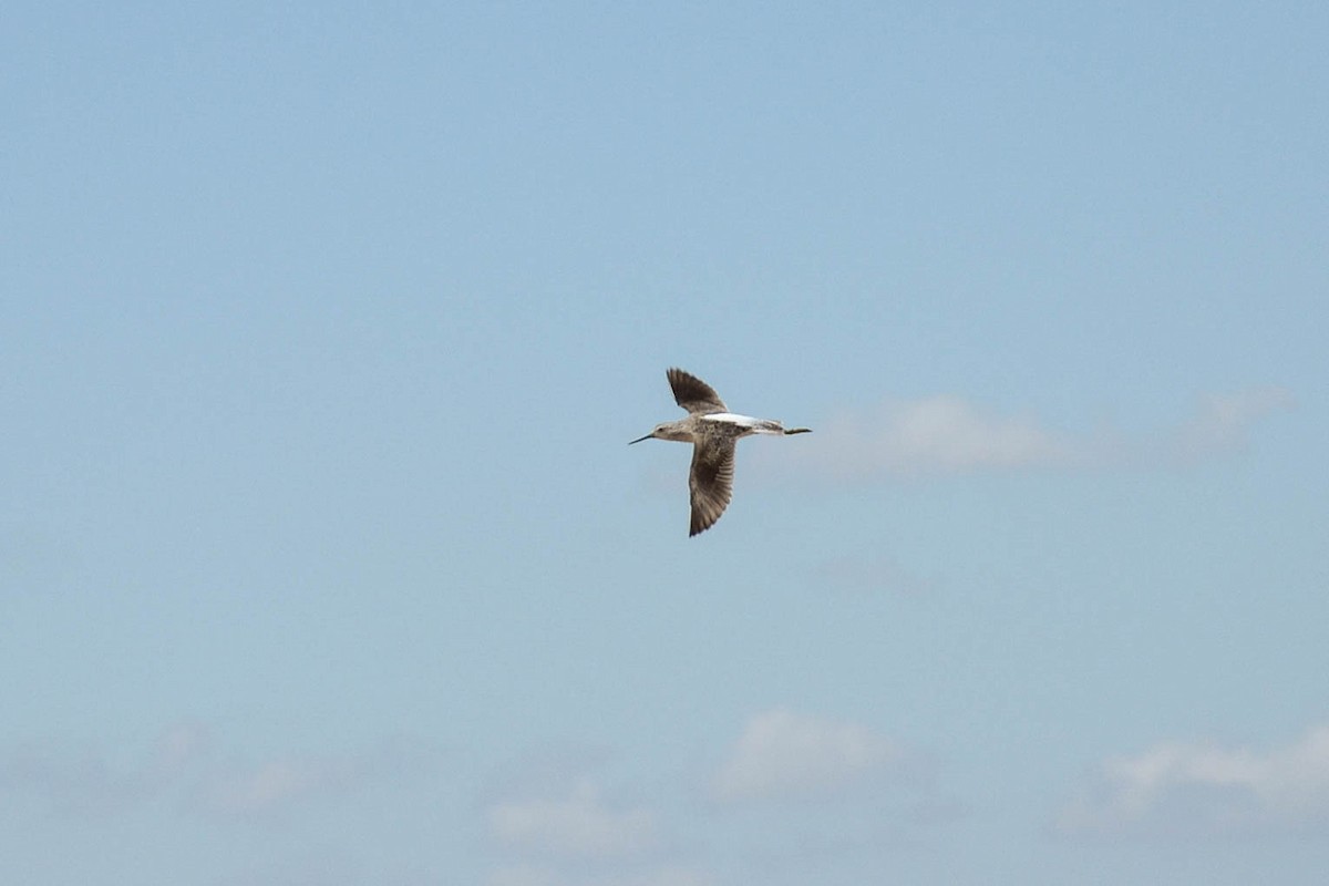 Marsh Sandpiper - ML26484181