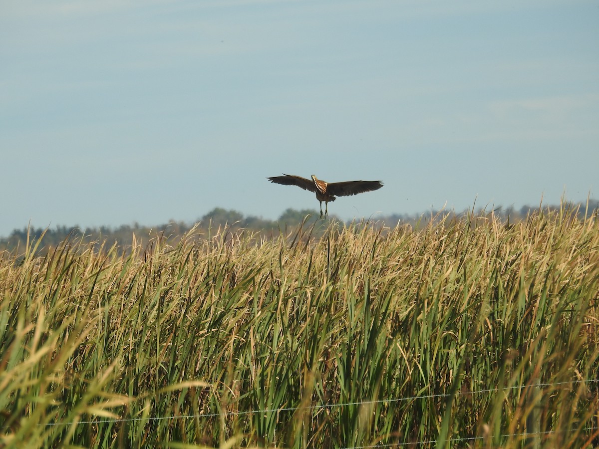 American Bittern - ML264842481