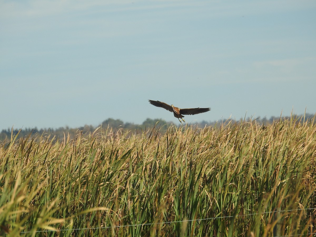 American Bittern - ML264842511