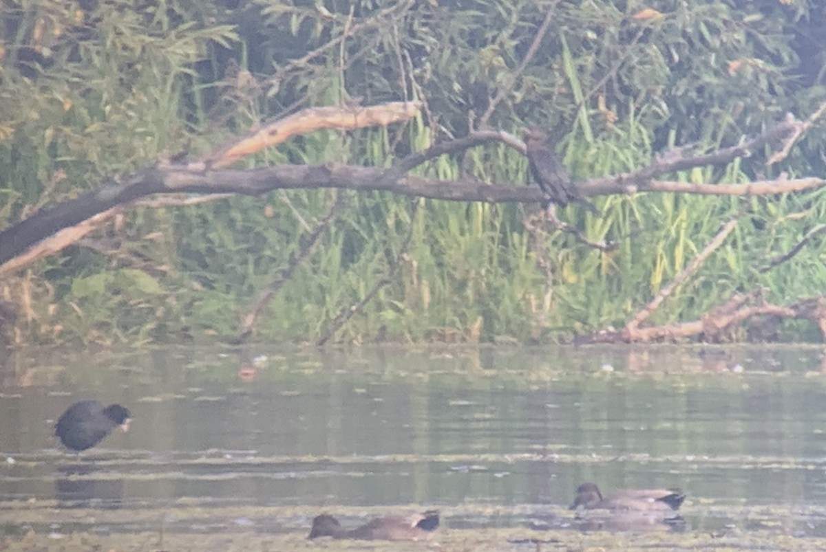 Pygmy Cormorant - ML264842671