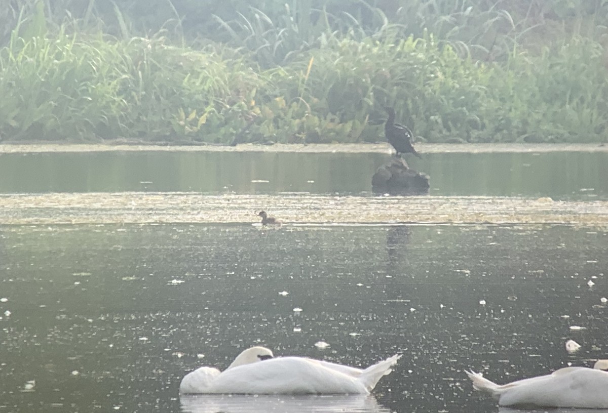 Pygmy Cormorant - ML264842701