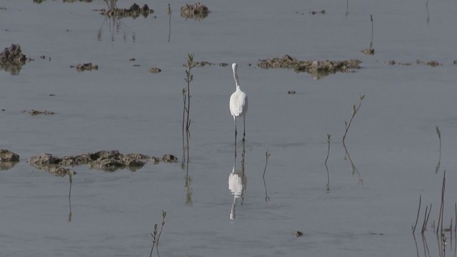 Little Blue Heron - ML264842961