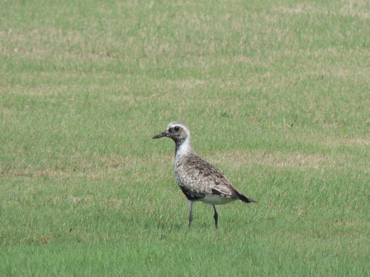 Black-bellied Plover - ML264843061