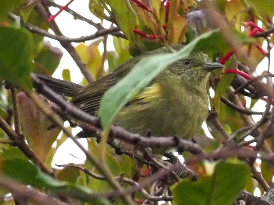 Photos - Yellow-streaked Honeyeater - Ptiloprora meekiana - Birds