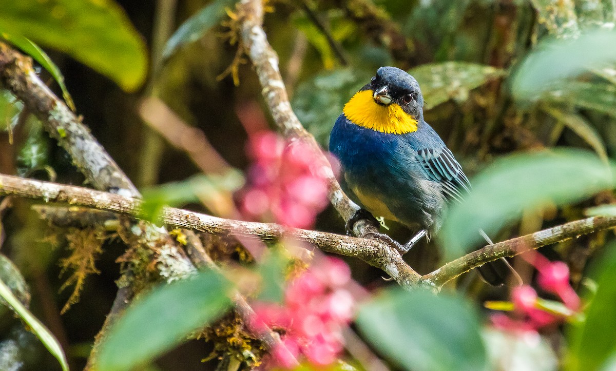 Purplish-mantled Tanager - ML264843571