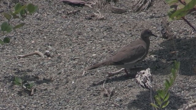 White-winged Dove - ML264844781