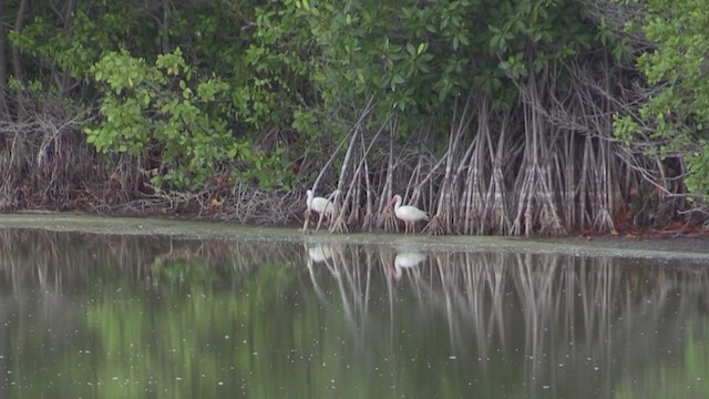 White Ibis - ML264846391