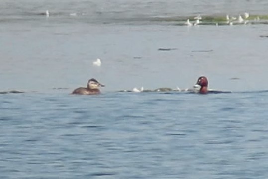 Ruddy Duck - ML264847841