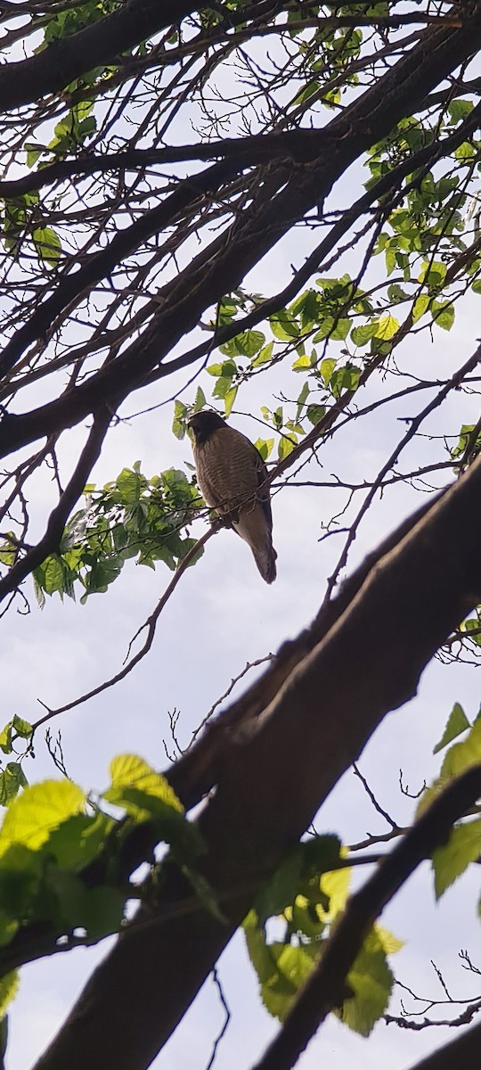 Roadside Hawk - ML264848721