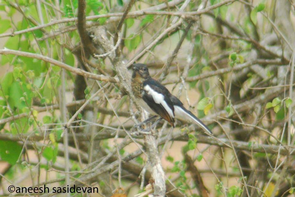 Oriental Magpie-Robin - Aneesh Sasidevan
