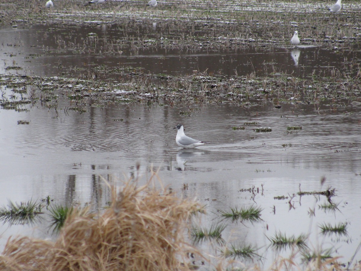 Bonaparte's Gull - ML26485021