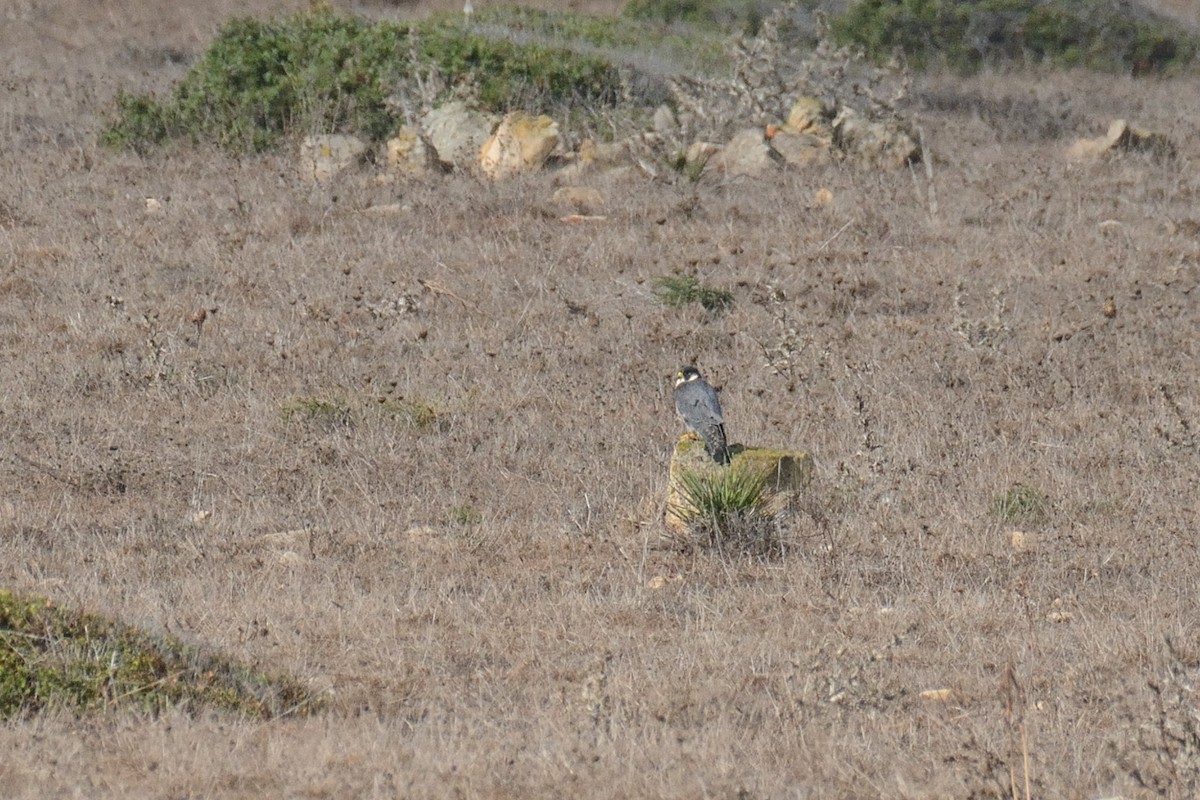 Peregrine Falcon - ML264850211