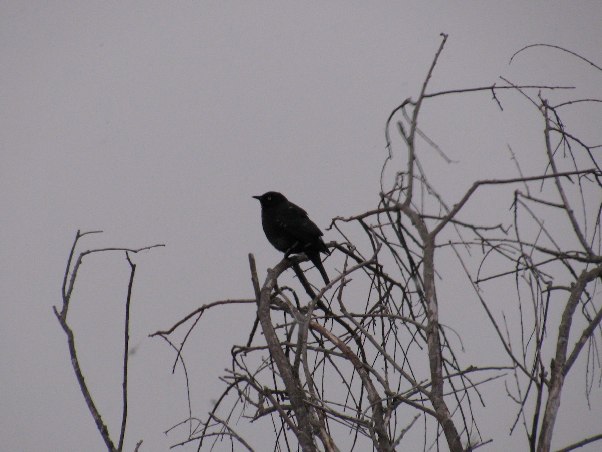 Rusty Blackbird - ML26485051