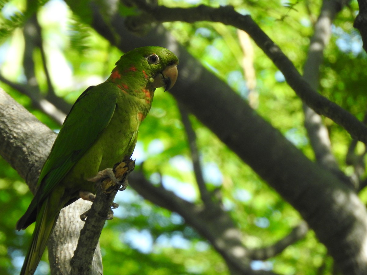 Meksika Yeşil Papağanı - ML264852641