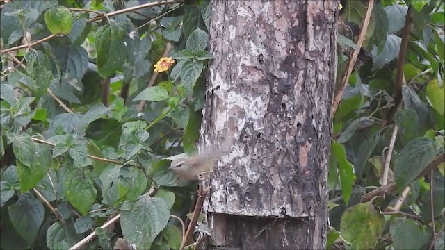 Brownish-flanked Bush Warbler - ML264855271