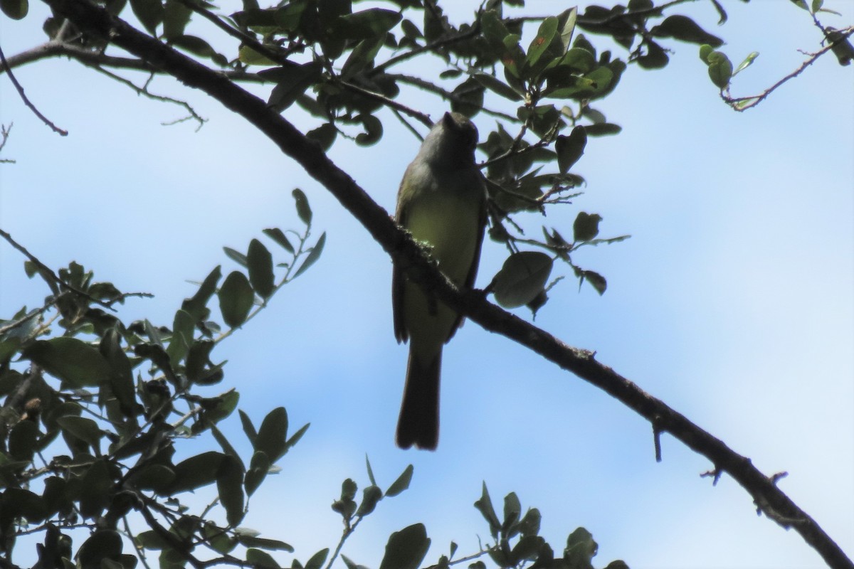 Great Crested Flycatcher - ML264855951