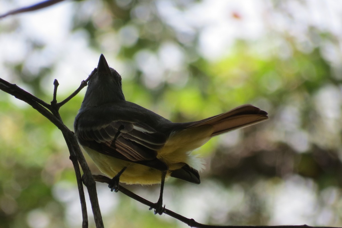 Great Crested Flycatcher - ML264855961