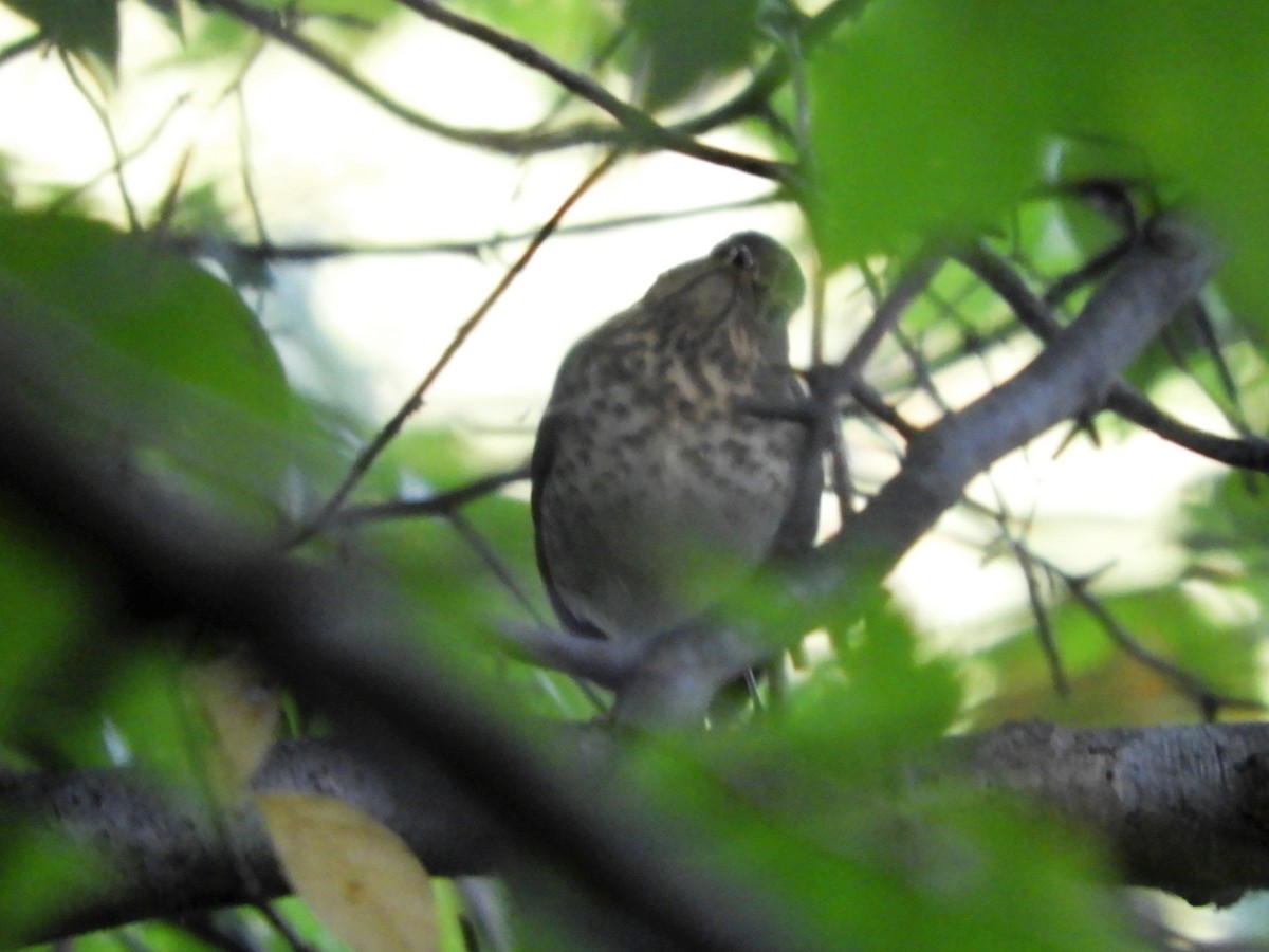 Swainson's Thrush - ML264856101