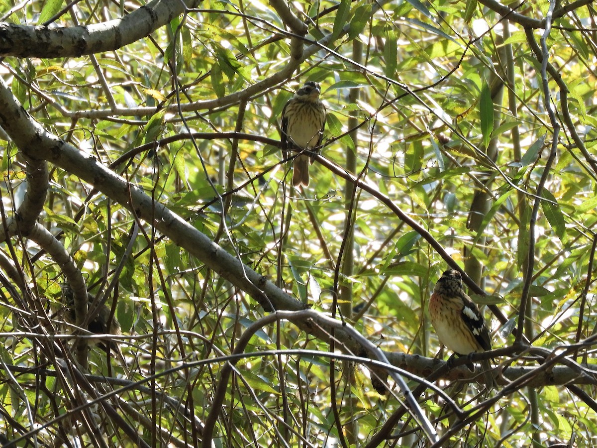 Rose-breasted Grosbeak - ML264856801