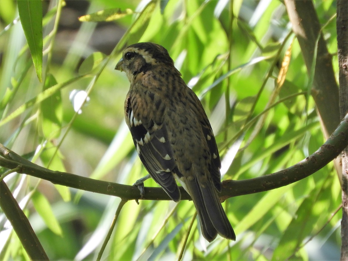 Rose-breasted Grosbeak - ML264856931