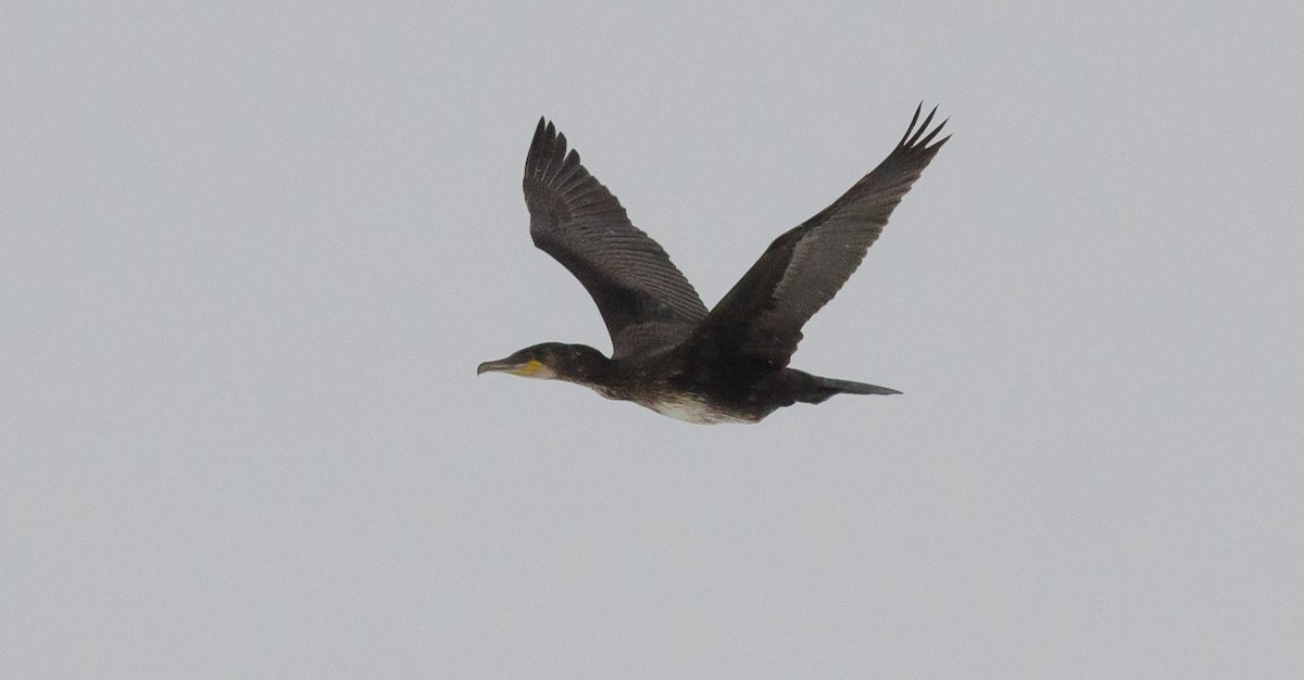 Great Cormorant - Alix d'Entremont