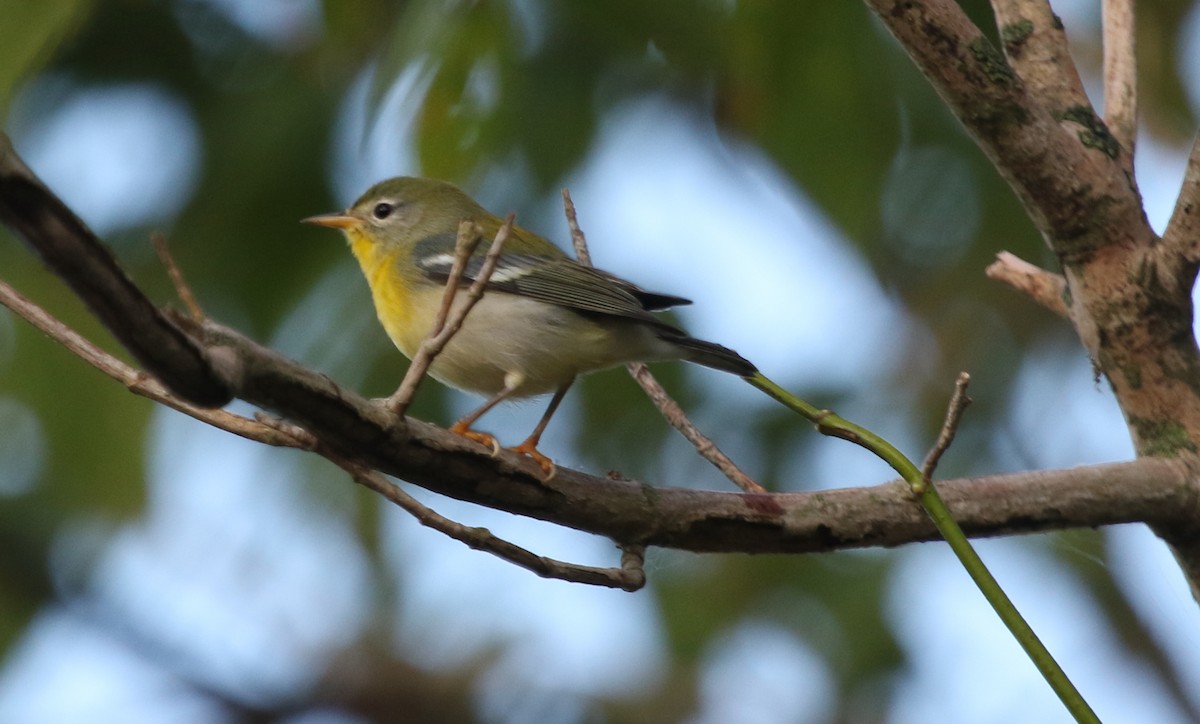 Northern Parula - Jeffrey Blalock