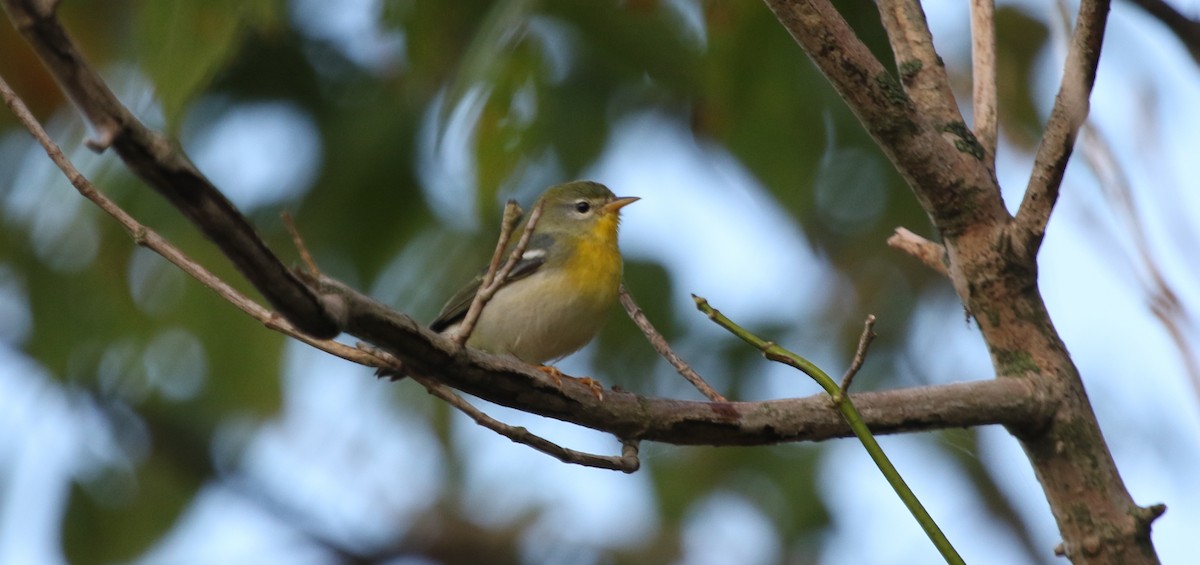 Northern Parula - Jeffrey Blalock